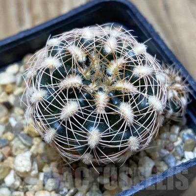 SH16218 Gymnocalycium bruchii v. melojeri VG 272