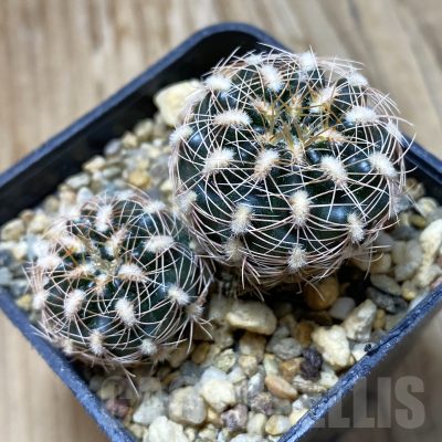 SH16219 Gymnocalycium bruchii v. melojeri VG 272, 2 plants
