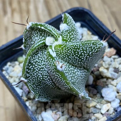 SH16225 Astrophytum myriostigma x ornatum