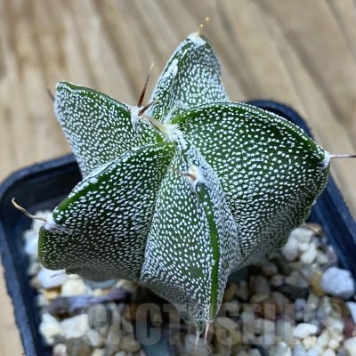 SH16226 Astrophytum myriostigma x ornatum