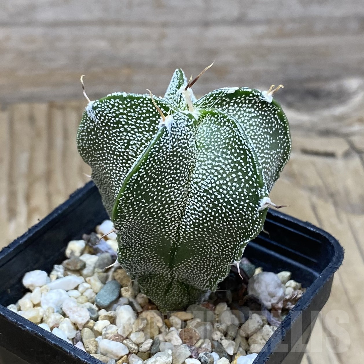 SH16226 Astrophytum myriostigma x ornatum - Image 2