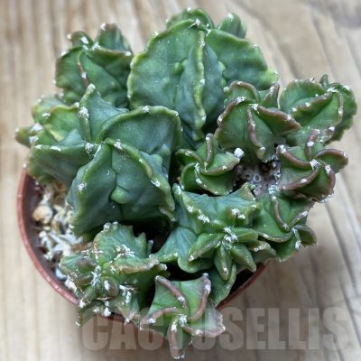 SH16227 Astrophytum myriostigma ‘Fukuryu’ f. nudum