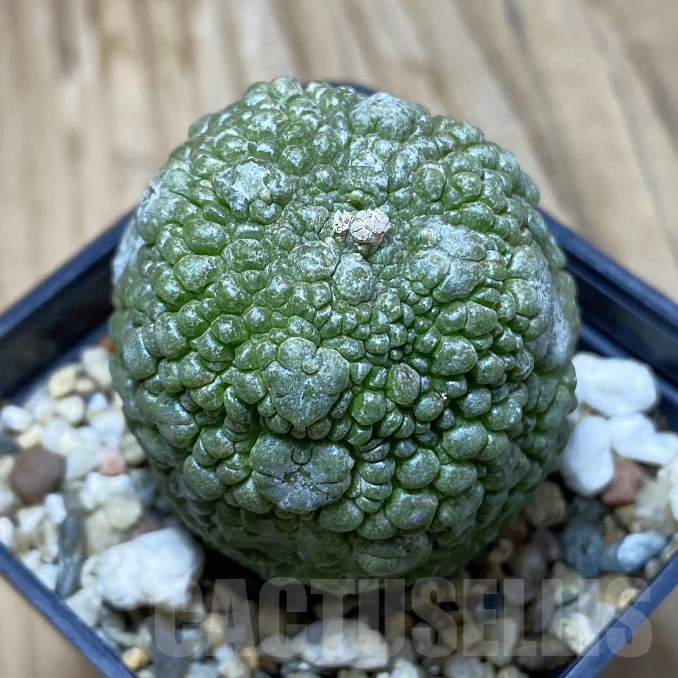 SH16230 Pseudolithos migiurtinus