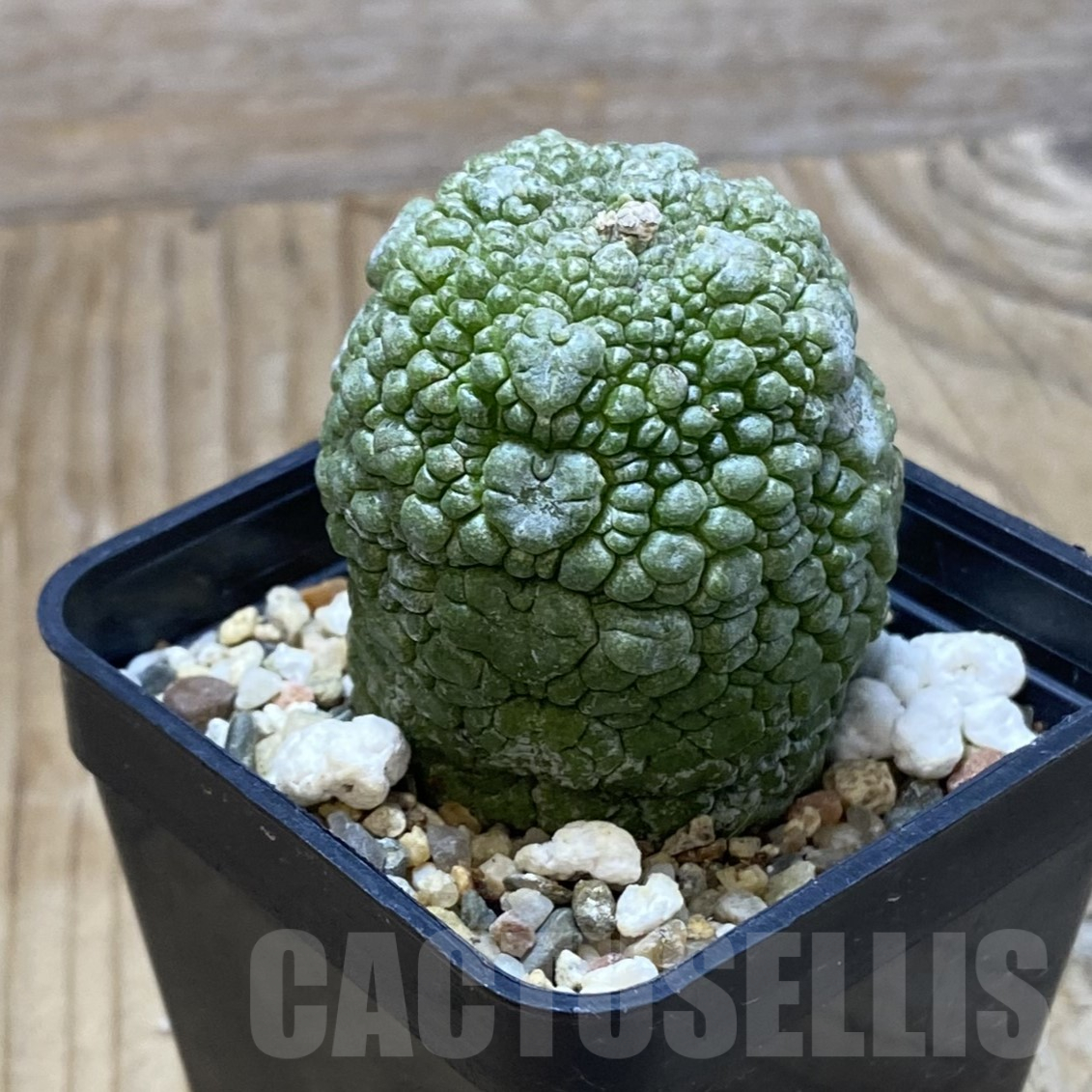 SH16230 Pseudolithos migiurtinus - Image 2