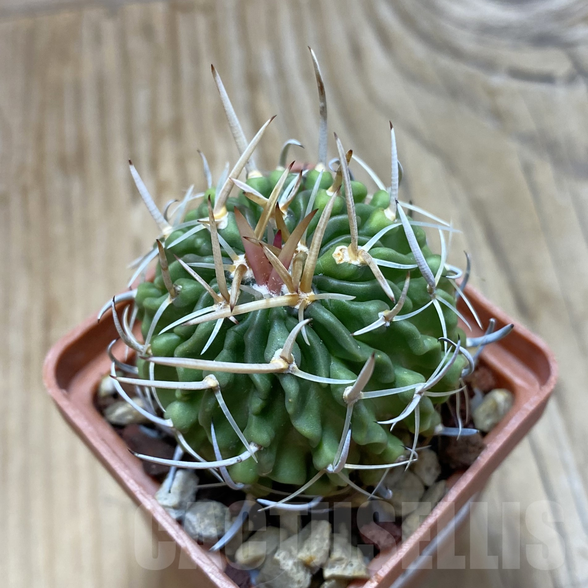 SH16233 Echinofossulocactus lamellosus