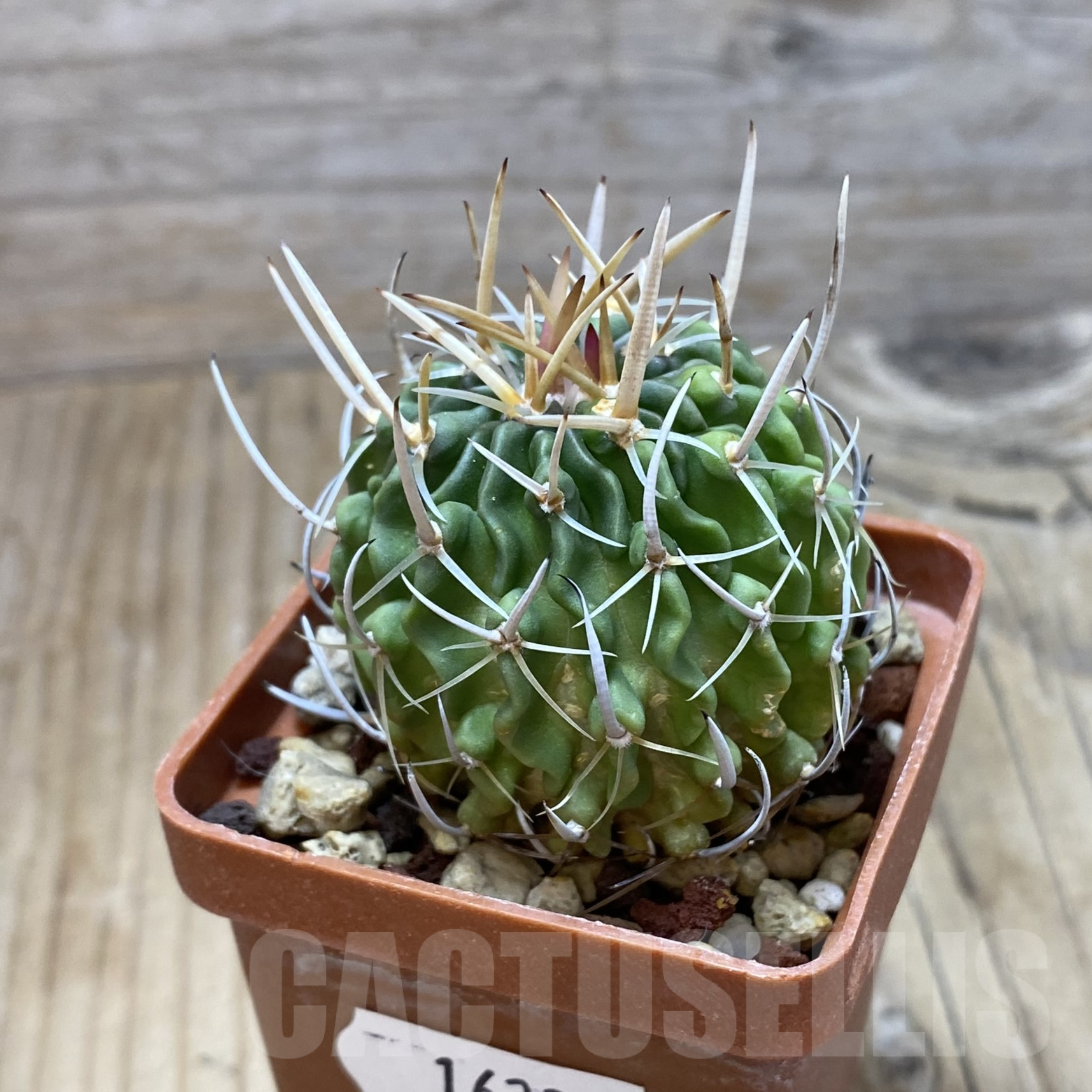 SH16233 Echinofossulocactus lamellosus - Image 2