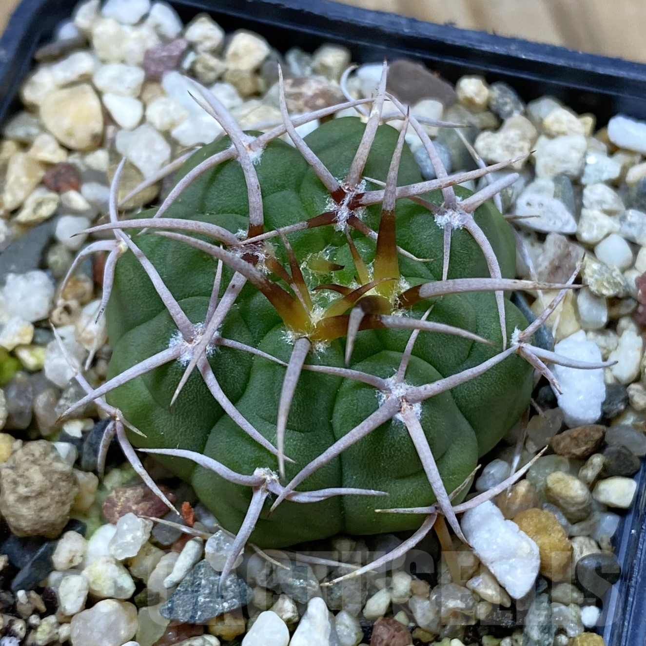 SH16234 Gymnocalycium ferocior VG 512