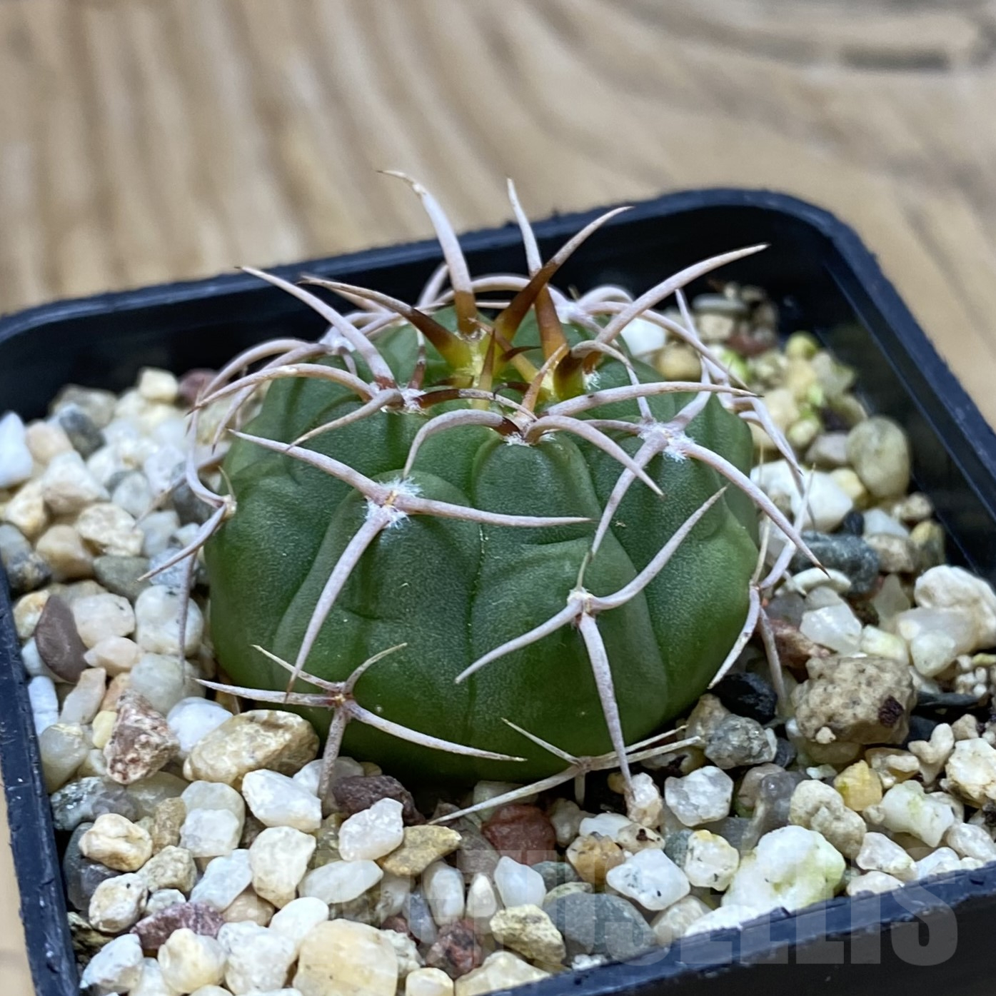 SH16234 Gymnocalycium ferocior VG 512 - Image 2