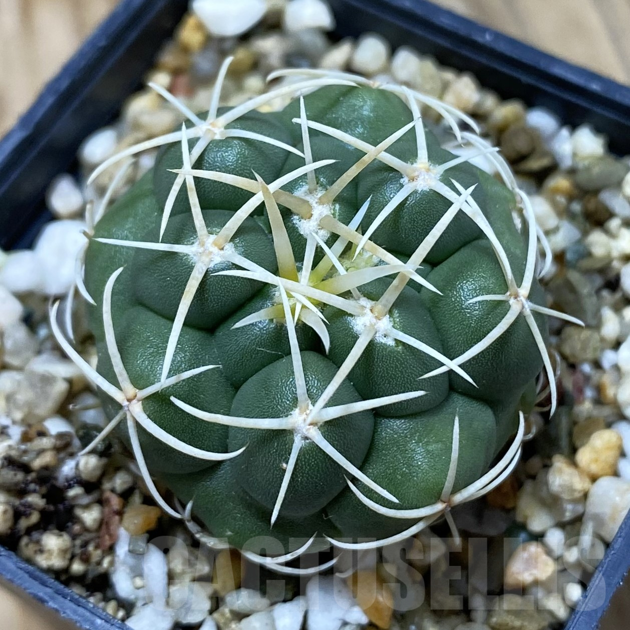 SH16237 Thelocactus heterochromus MZ 739