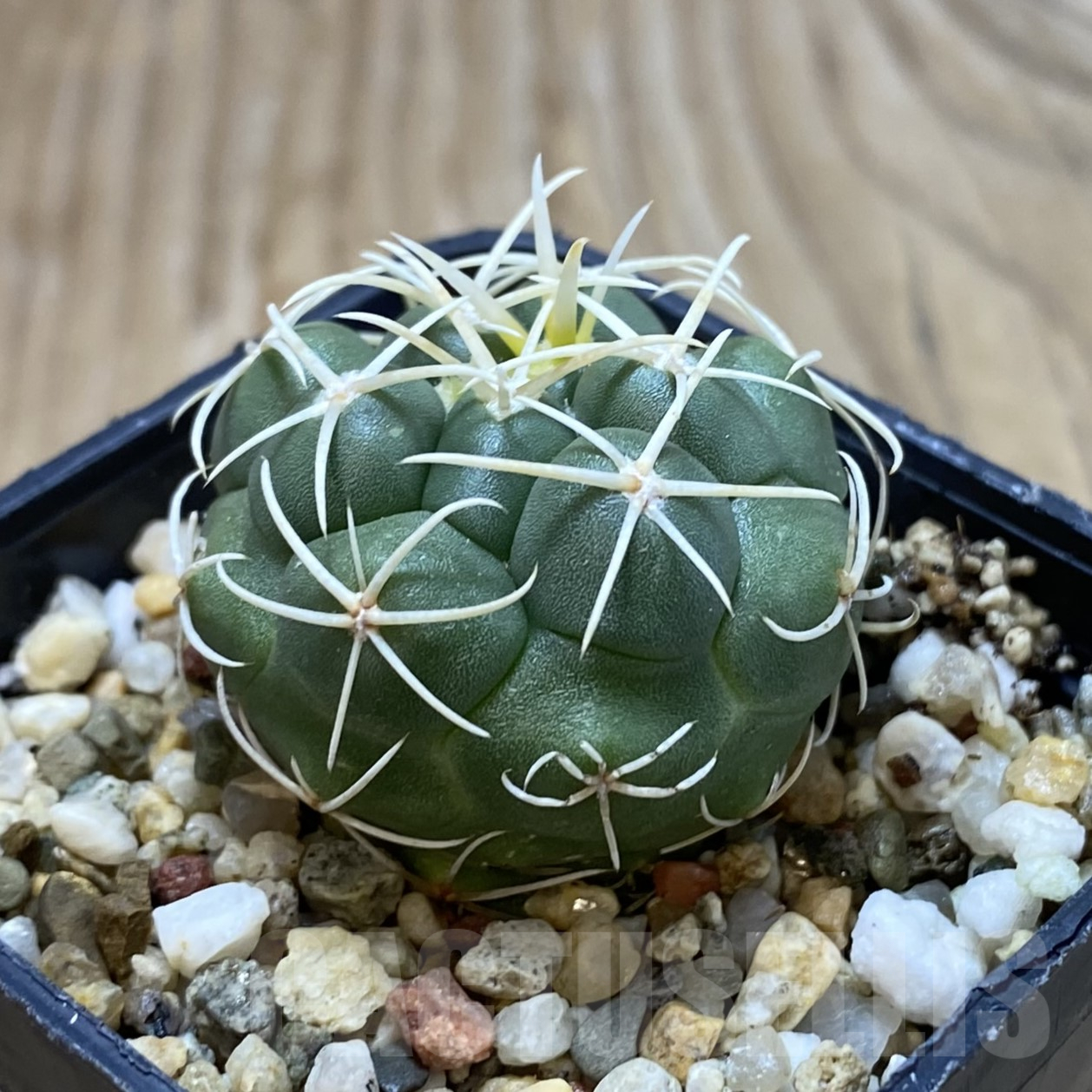 SH16237 Thelocactus heterochromus MZ 739 - Image 2