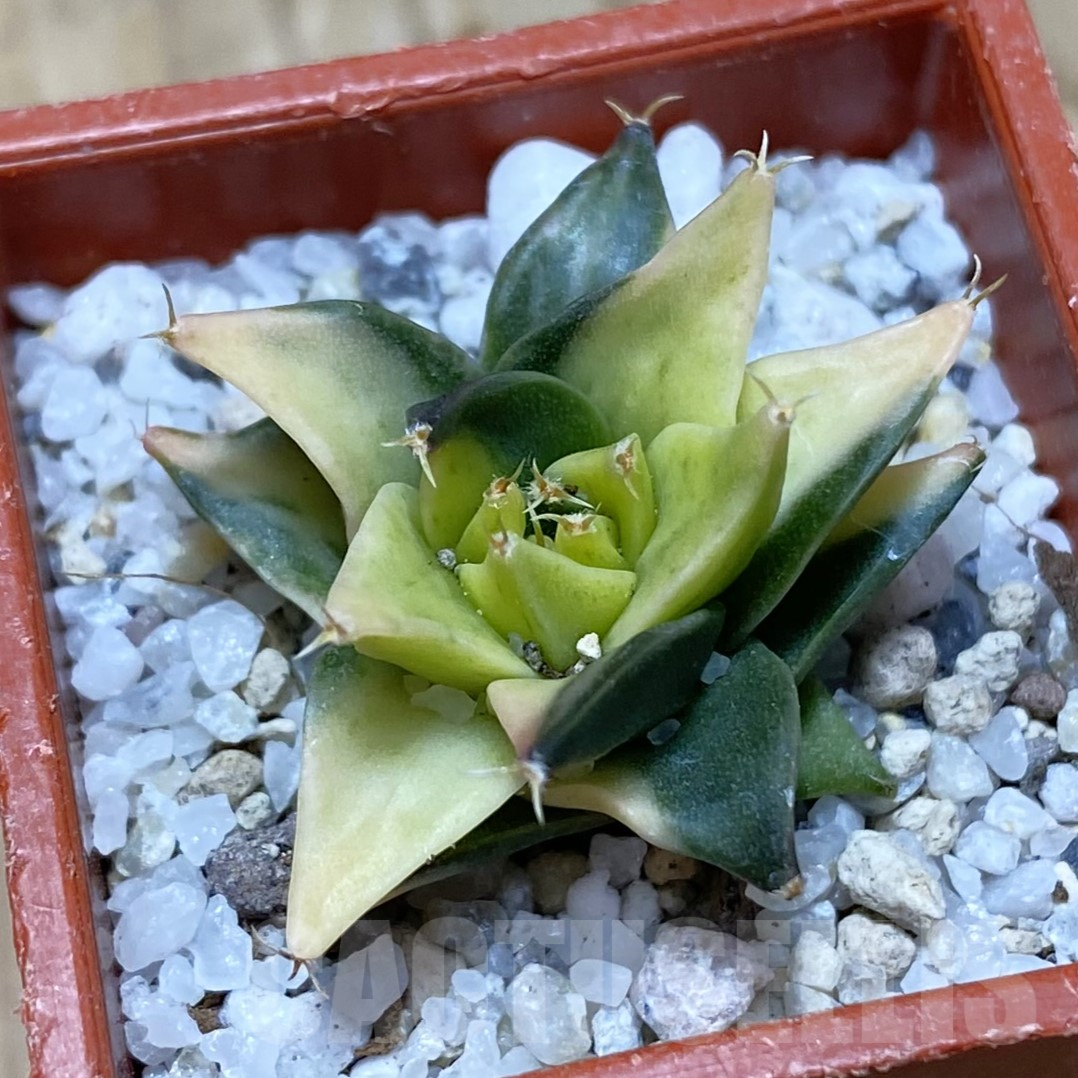 SH16238 Obregonia denigrii f. variegata