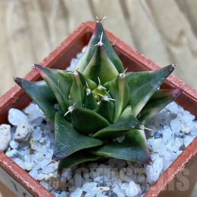 SH16239 Obregonia denigrii f. variegata