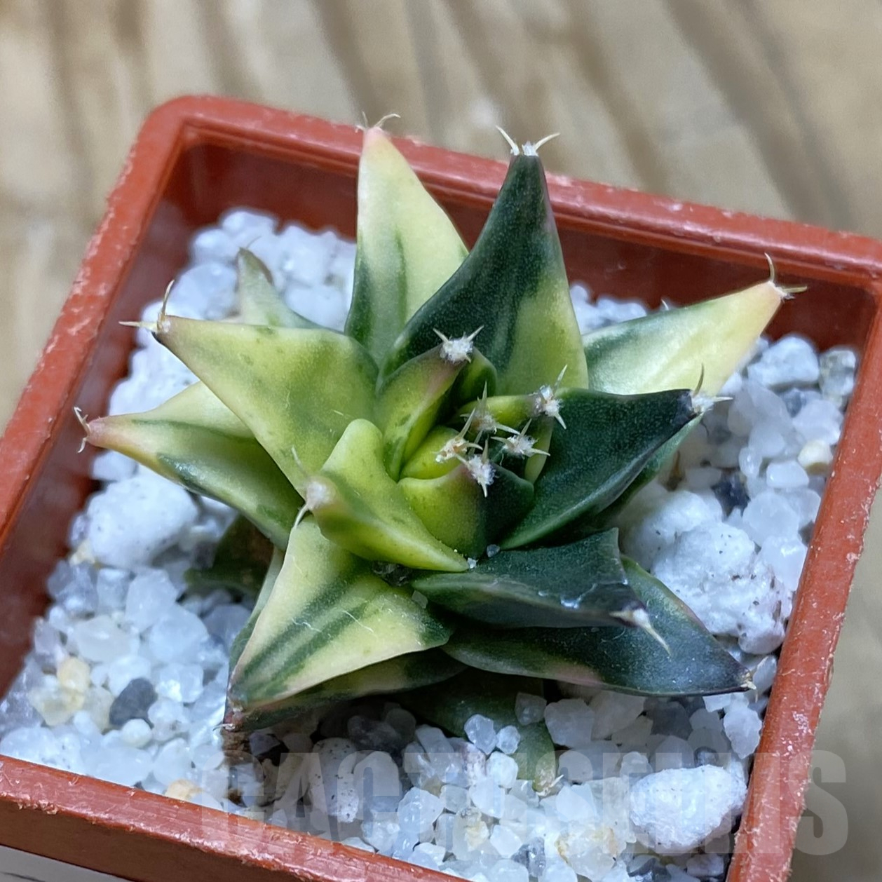 SH16240 Obregonia denigrii f. variegata