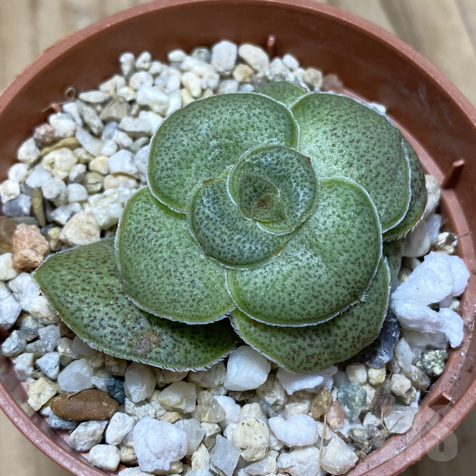 SH16241 Crassula hemisphaerica