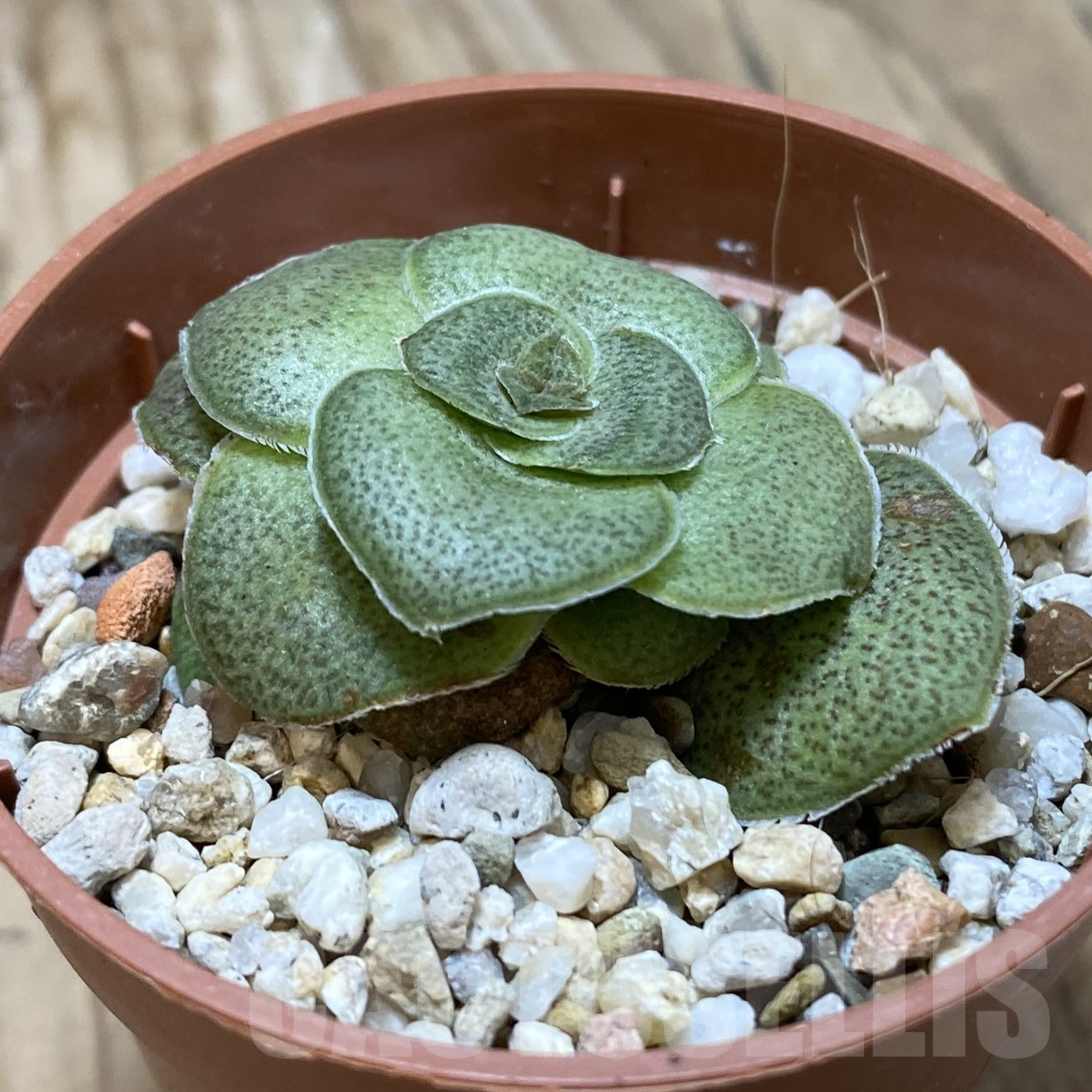 SH16241 Crassula hemisphaerica - Image 2