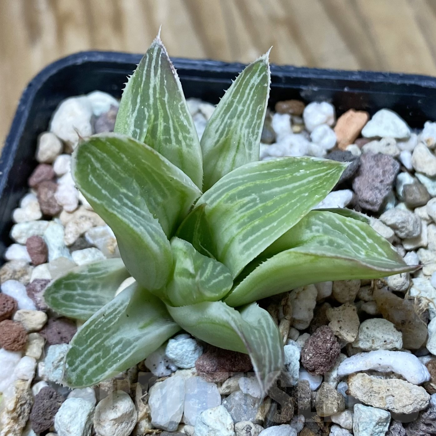 SH16248 Haworthia 'Milky way'