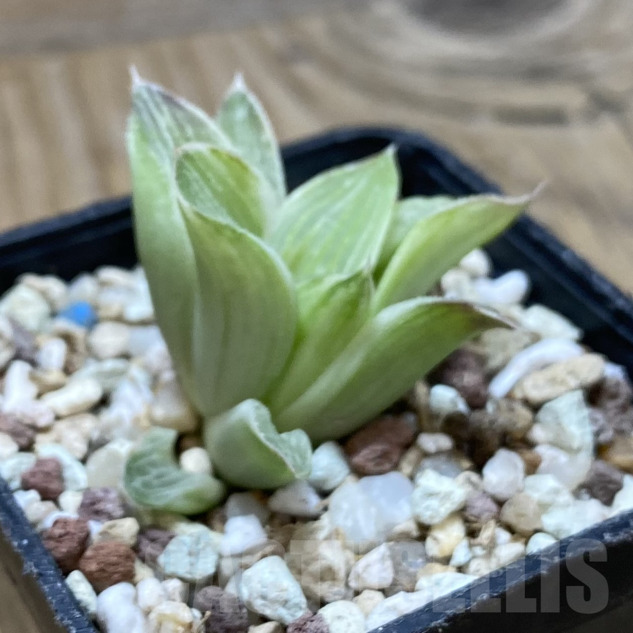 SH16248 Haworthia 'Milky way' - Image 2