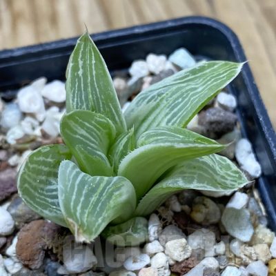 SH16249 Haworthia 'Milky way'