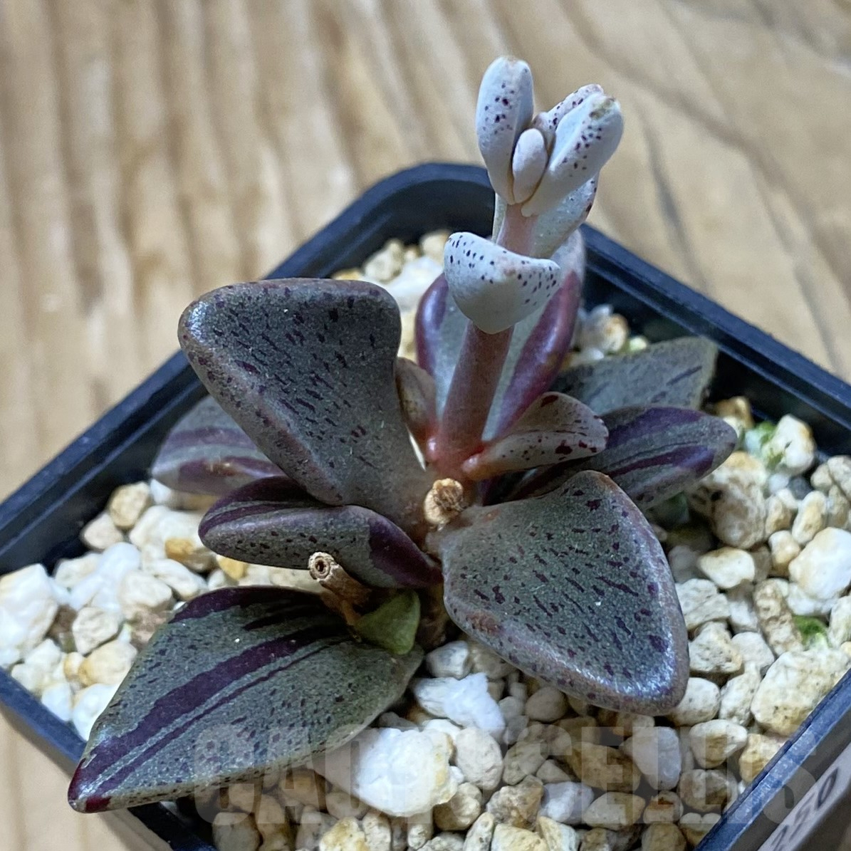 SH16250 Lenophyllum guttatum f. variegata