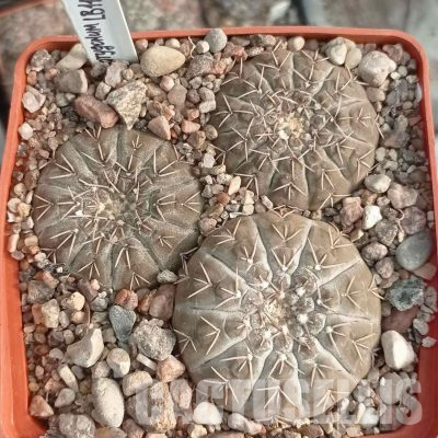 LOT1092 20 seeds/20 СЕМЕНА  Gymnocalycium platygonum LB1161