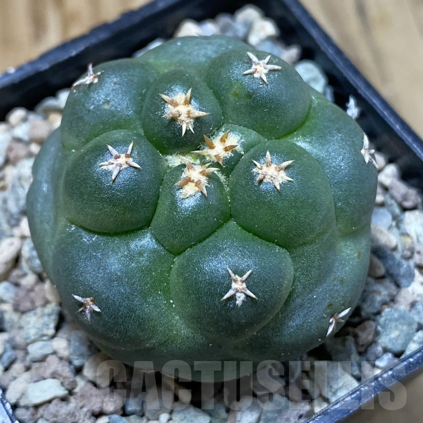 SH23562 Coryphantha elephantidens ‘Titan’