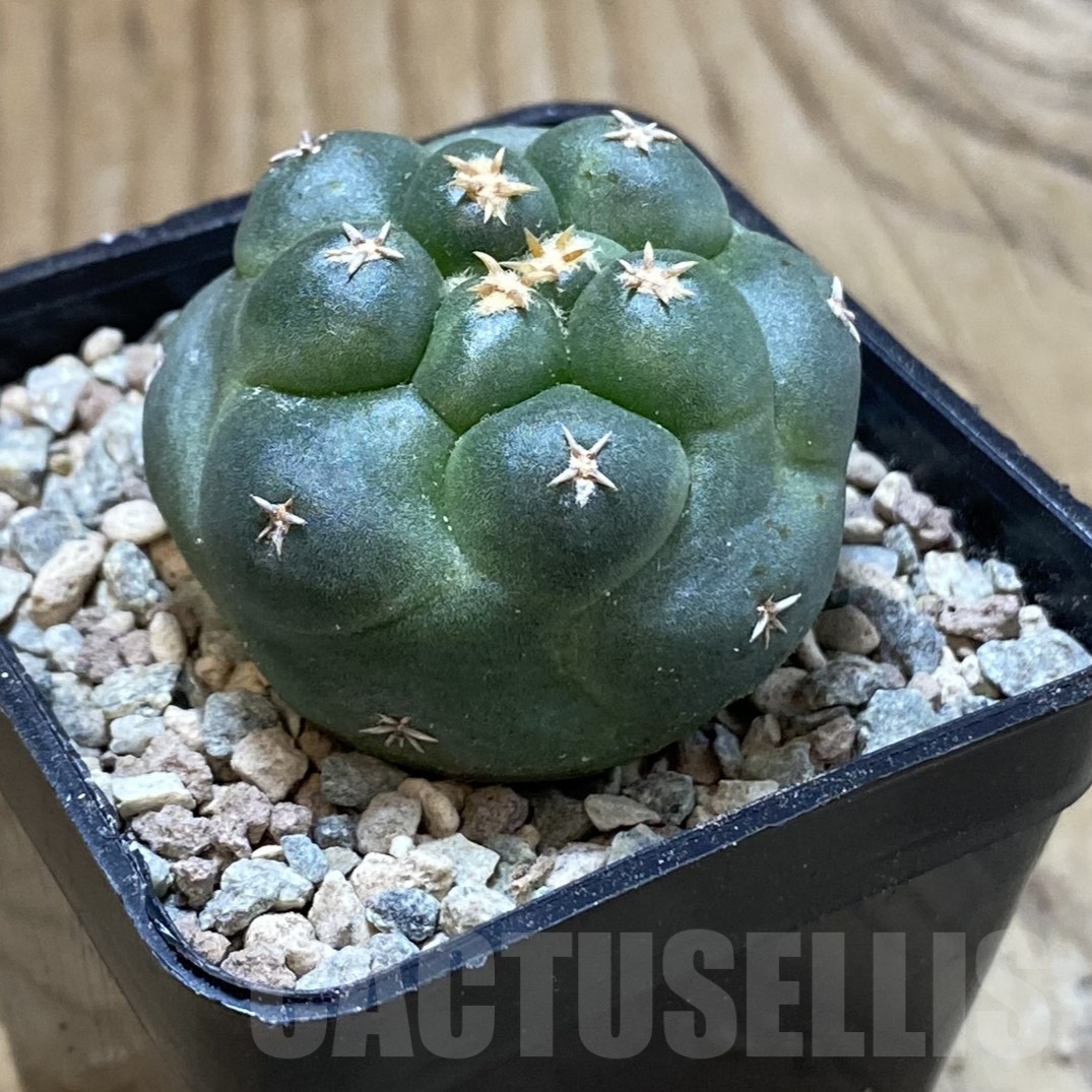 SH23562 Coryphantha elephantidens ‘Titan’ - Image 2