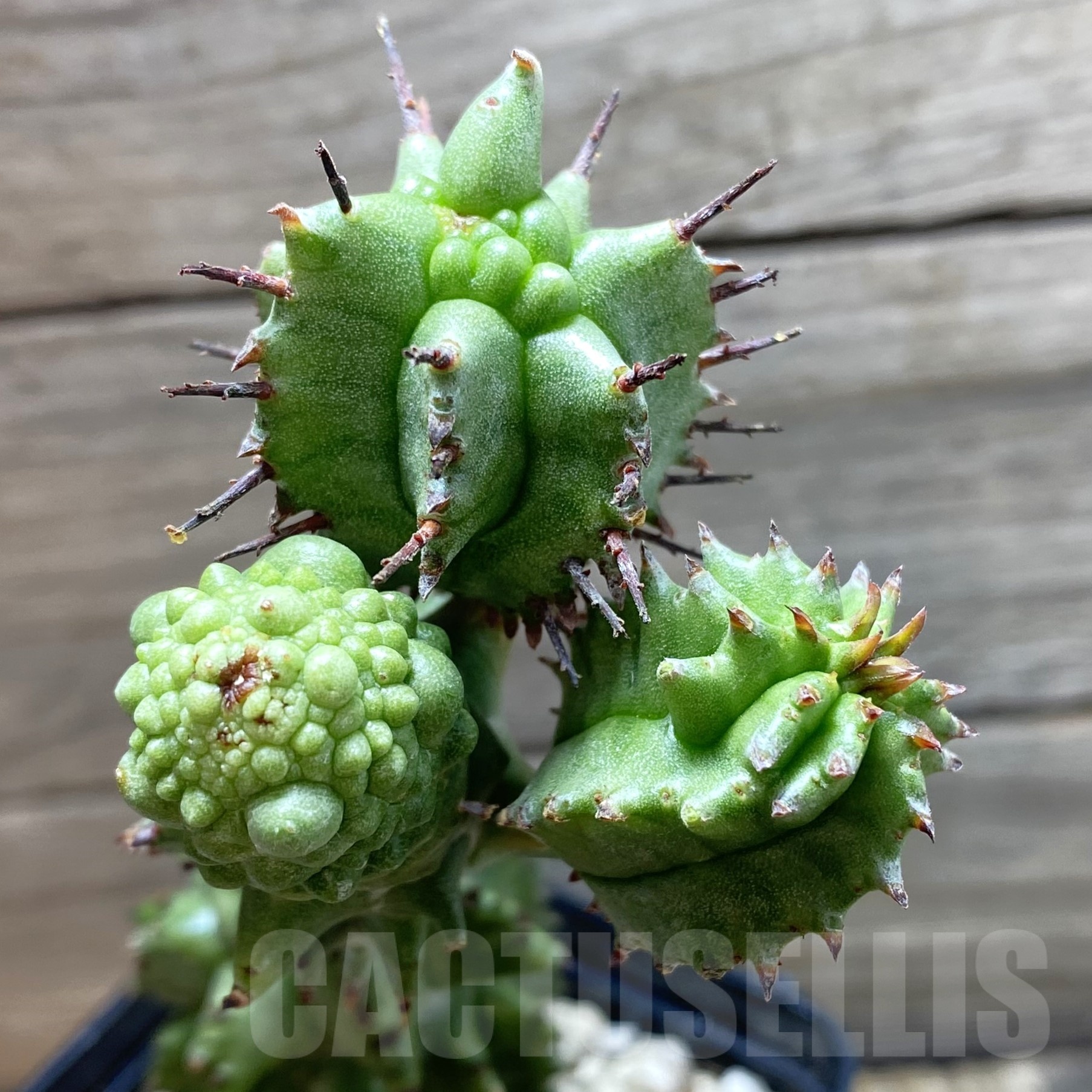 SH25853 Euphorbia horrida f. monstruosa
