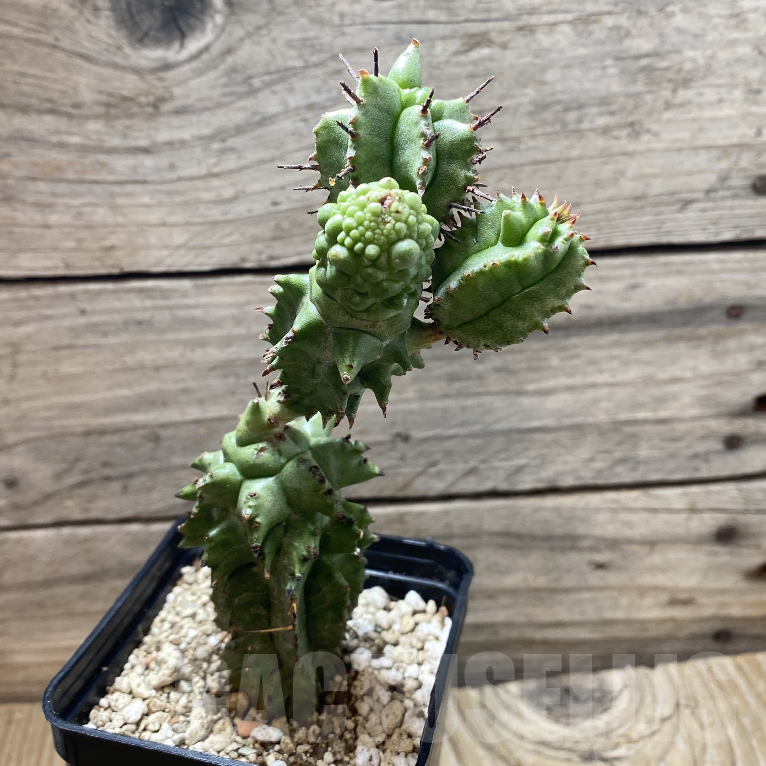 SH25853 Euphorbia horrida f. monstruosa - Image 2