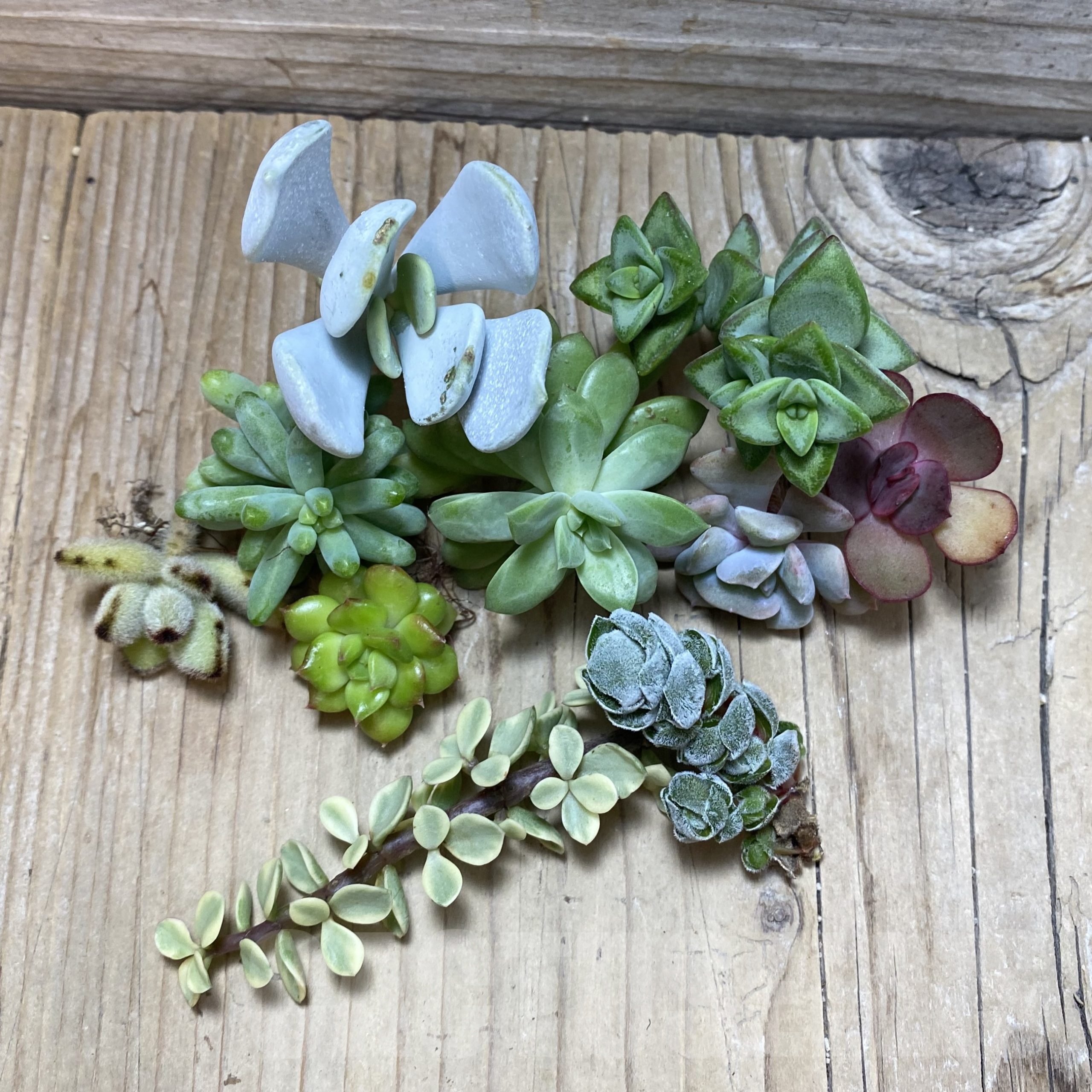 SH25858 Succulents mix, cuted - Image 2