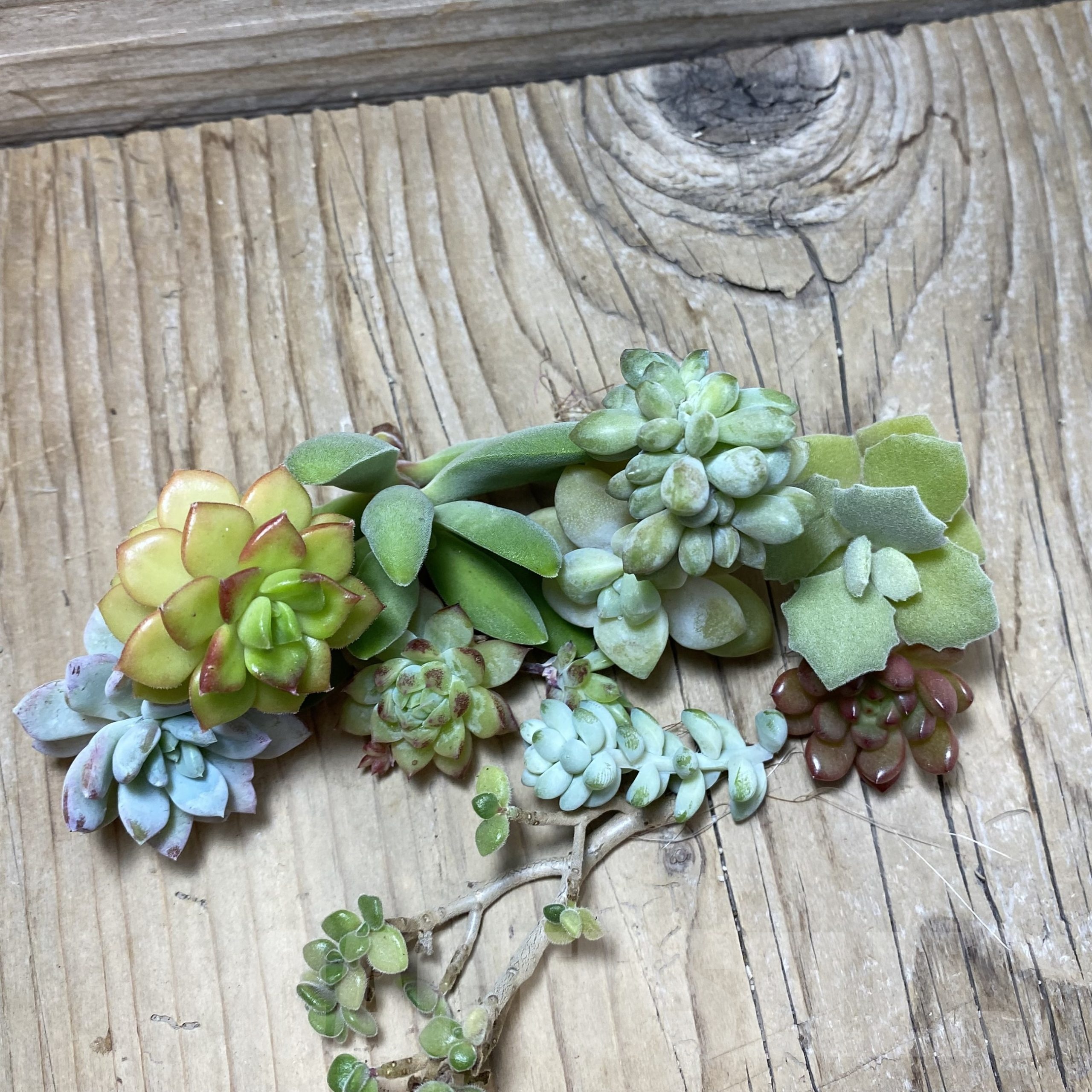 SH25859 Succulents mix, cuted - Image 2