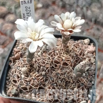 LOT1122 20 seeds/20 СЕМЕНА  Gymnocalycium obductum VG1322