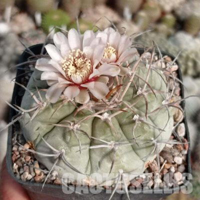 LOT1124 20 seeds/20 СЕМЕНА  Gymnocalycium bozsingianum (Piltz)