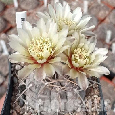 LOT1100 20 seeds/20 СЕМЕНА  Gymnocalycium borthii ssp. nogolense VOS 05-189
