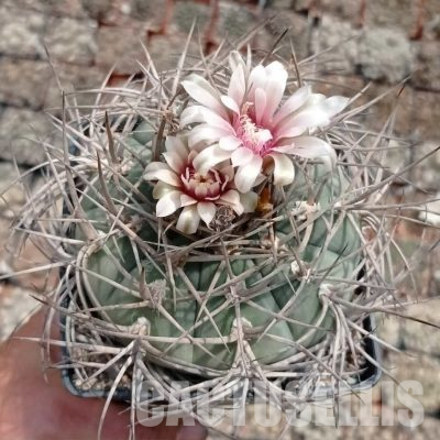 LOT1108 20 seeds/20 СЕМЕНА  Gymnocalycium cardenasianum (Koehres).