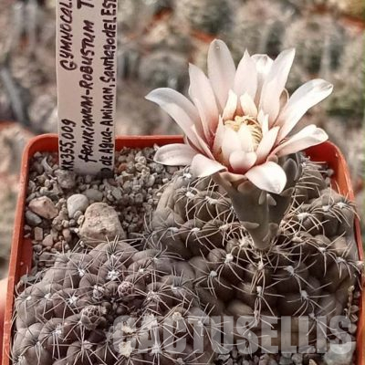 LOT1111 20 seeds/20 СЕМЕНА  Gymnocalycium frankianum robustum TOM 511