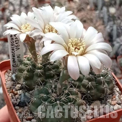 LOT1112 20 seeds/20 СЕМЕНА  Gymnocalycium x heidiae VG1349