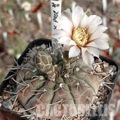 LOT1117 20 seeds/20 СЕМЕНА  Gymnocalycium bodenbenderianum P402