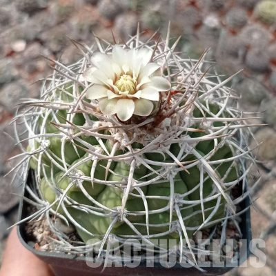 LOT1119 20 seeds/20 СЕМЕНА  Gymnocalycium castellanosii P209 Ambil, La Rioja, ARG