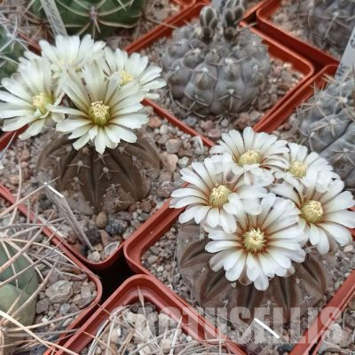 LOT1120 20 seeds/20 СЕМЕНА  Gymnocalycium platygonum STO 474