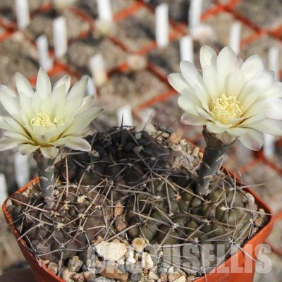 LOT1121 20 seeds/20 СЕМЕНА  Gymnocalycium striglianum JPR 98-87/197