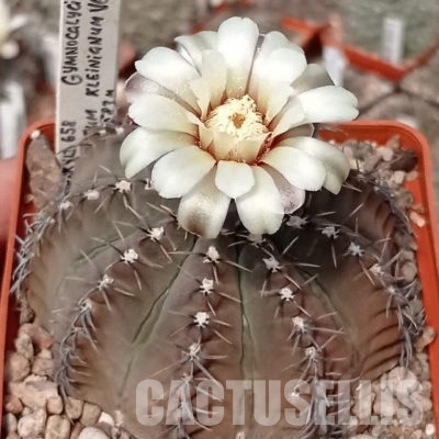 LOT1123 20 seeds/20 СЕМЕНА  Gymnocalycium stellatum v. kleinianum, VG-263, La Cruz