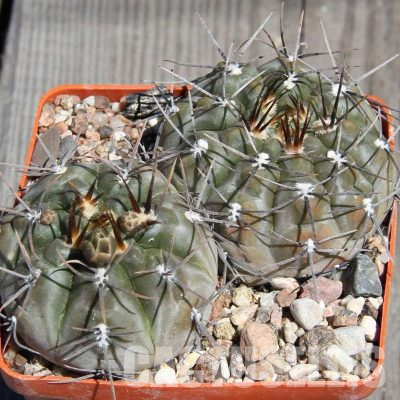 LOT1125 20 seeds/20 СЕМЕНА  Gymnocalycium borthii WP 63-78