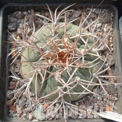LOT1126 20 seeds/20 СЕМЕНА  Gymnocalycium cardenasianum LB3482