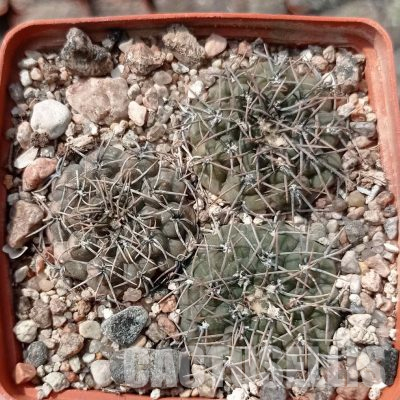 LOT1128 20 seeds/20 СЕМЕНА  Gymnocalycium ochoterenae v. сinereum VG 1057 Arg, San Luis