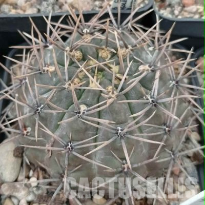 LOT1129 20 seeds/20 СЕМЕНА  Gymnocalycium borthii LB301