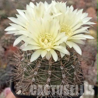 LOT1130 20 seeds/20 СЕМЕНА  Gymnocalycium schatzlianum (MG)