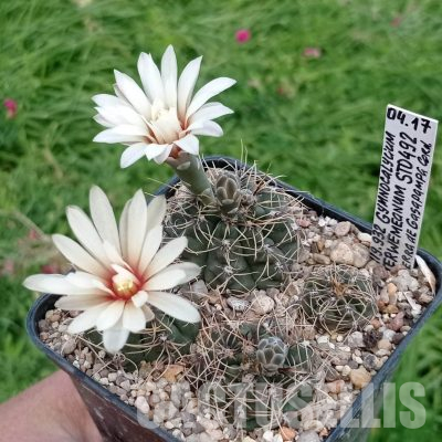 LOT1132 20 seeds/20 СЕМЕНА  Gymnocalycium terwemeanum STO492