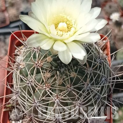 LOT1135 20 seeds/20 СЕМЕНА  Gymnocalycium schatzlianum WP136-186