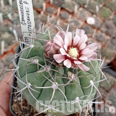 LOT1136 20 seeds/20 СЕМЕНА  Gymnocalycium castellanosii P80c
