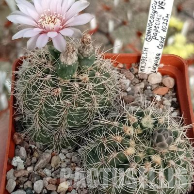 LOT1138 20 seeds/20 СЕМЕНА  Gymnocalycium papschii VG 295